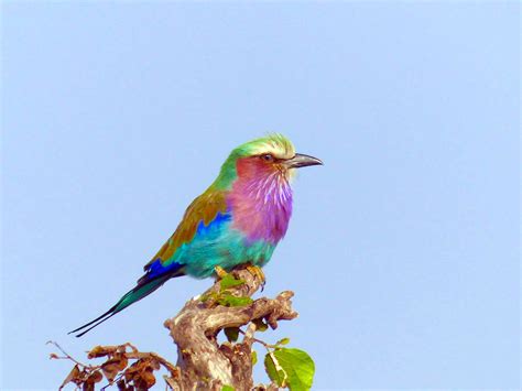 Free Images : nature, beak, africa, colorful, fauna, birds, vertebrate ...