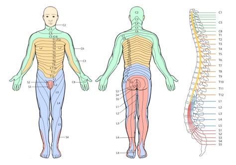 Thoracic Radiculopathy - Physiopedia