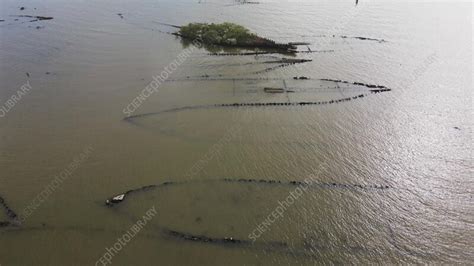 Aerial view of Mallows Bay, Maryland, USA - Stock Video Clip - K013/5969 - Science Photo Library