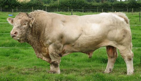 In selecting a bull for AI, we would look for a Charolais with the best ...