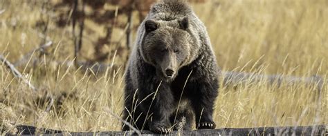 Where to Spot Wildlife with Discover Banff Tours | Discover Banff Tours