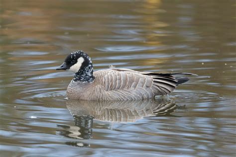 Cackling Goose | This cute little Cackling Goose at Blakebur… | Flickr