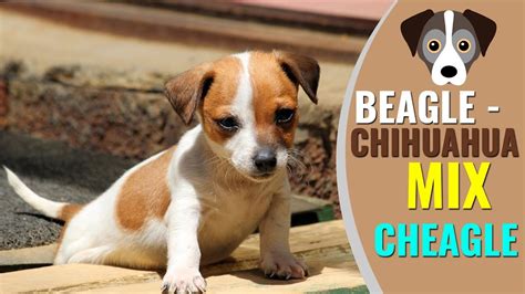 Beagle Chihuahua Mix Complete Info - YouTube