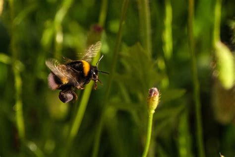 Close-Up Photo of Flying Bee · Free Stock Photo