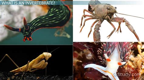 Invertebrates: Definition & Examples - Video & Lesson Transcript | Study.com