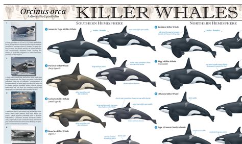 "Why are there so many different types of killer whales?" - Eagle Wing ...