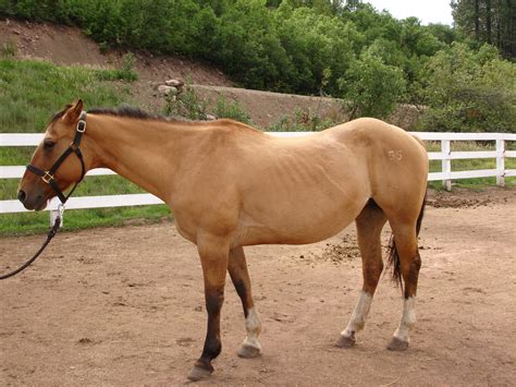 Ranch Rider's Colorado Horse-nality of the Year: Vote for Peaches, The Loper Who Likes To Lunch!