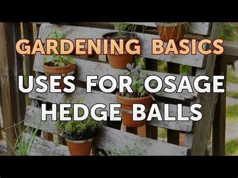 Uses for Osage Hedge Balls - YouTube