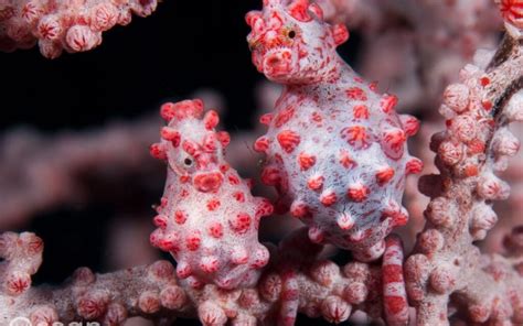 Images of Pygmy Seahorses - Free The Ocean