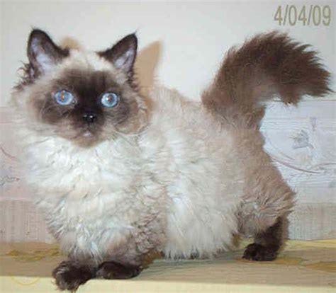 Lambkin | Cat breeds, Purebred cats, Cats