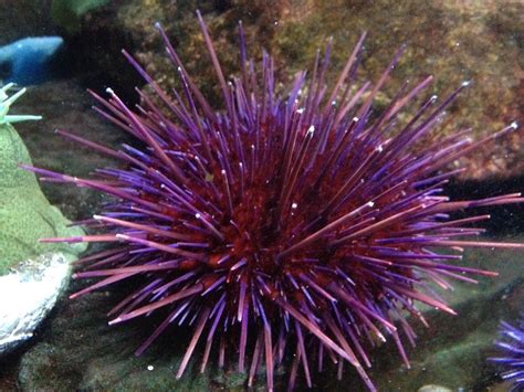 New England Aquarium — This purple sea urchin might catch your eye in the...