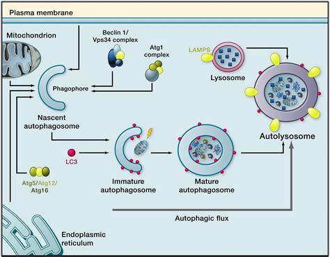 Frontiers | Influence of Normal Aging on Brain Autophagy: A Complex Scenario