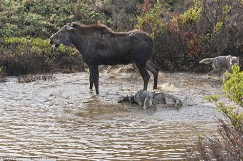 Wolf vs moose: Mother fights tooth and nail to save newborn from killer's clutches in the ...