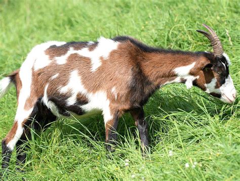 How To Smooth The Goat Hair?