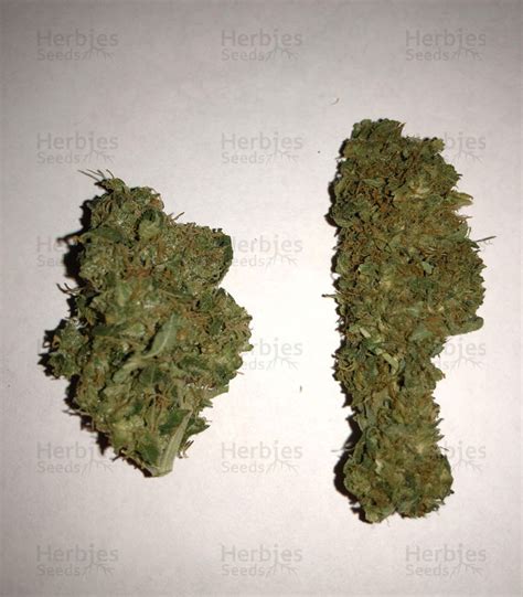 Buy Midnight Kush feminized seeds by G13 Labs - Herbies Seeds