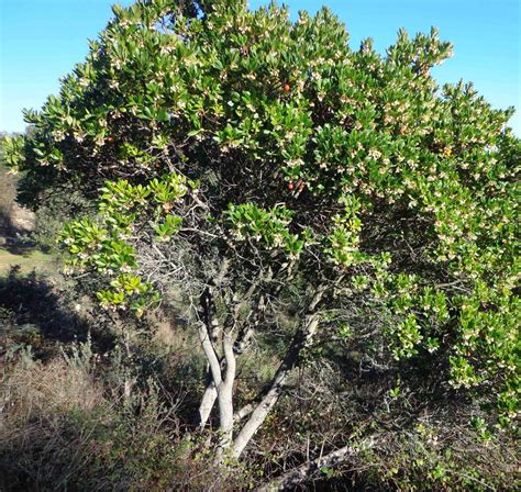 Strawberry Tree - Greening Israel