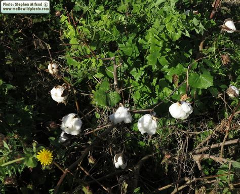 Gossypium herbaceum (Levant Cotton) : MaltaWildPlants.com - the online ...