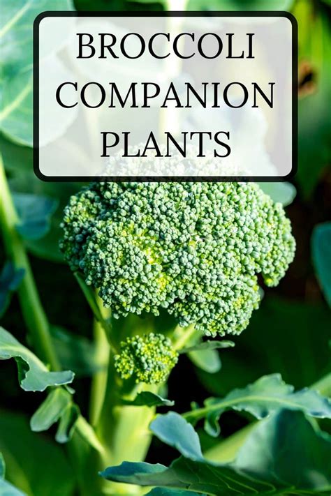 Broccoli Companion Plants · Nourish and Nestle