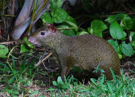 Meet the Agouti: the master behind Brazil nuts | Organic UK