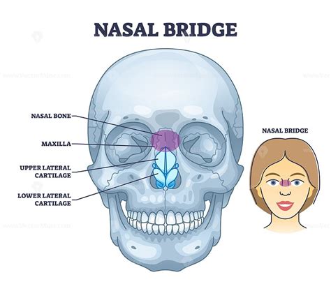 Nasal Bridge And Nose Bone Anatomy With Face Cartilage Outline Diagram | ubicaciondepersonas ...