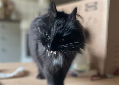 Internet Amazed at Terror-Inducing Cat Picture: 'Fur Baby Demon' - Newsweek