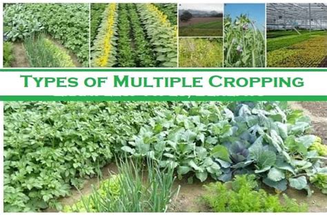 Basic 3 Types of Multiple Cropping with examples - Basic Agricultural Study