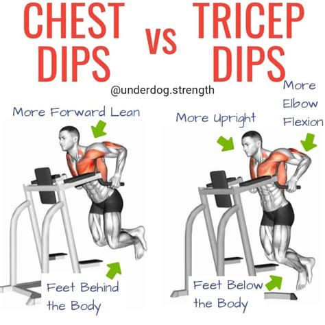 Chest Dips vs Tricep Dips: Which Exercise is Better? - Underdog ...