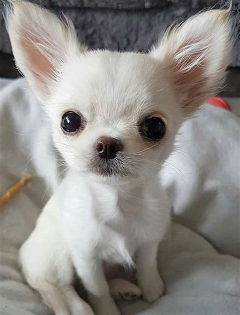 Pin by Sandra A. Stambaugh on Dogs | Chihuahua puppies, Baby chihuahua ...