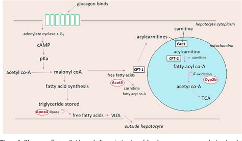 Figure 1 from Glucagon Receptor Signaling and Glucagon Resistance | Semantic Scholar