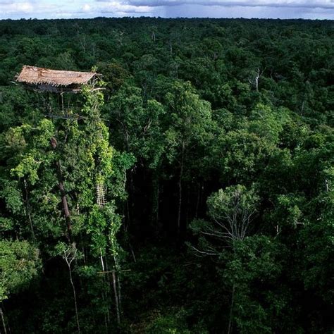 The Tree Houses of the Korowai Tribe of New Guinea | Amusing Planet