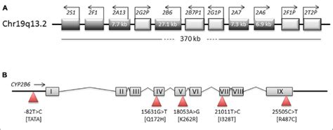 | Structure of genomic regions on chromosome 19. Schematic ...