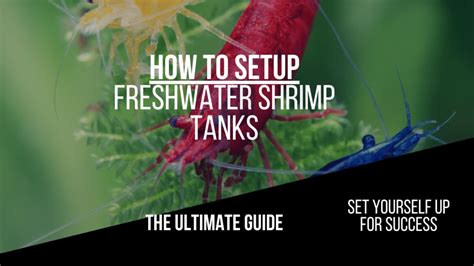 How to Set up a Freshwater Shrimp Tank: The Ultimate Guide - AquariumStoreDepot