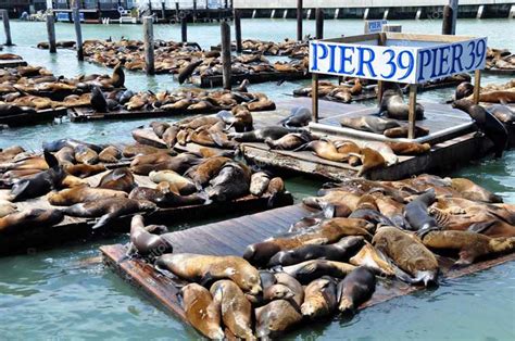 Visitare il Pier 39: i negozi più bizzarri di San Francisco