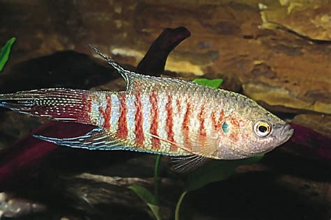 Red Paradise Gourami - regular - Bluegrassaquatics.com