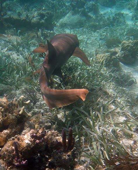 Snorkeling Mexico Rocks - Very Nice Patch Reef - See Pics