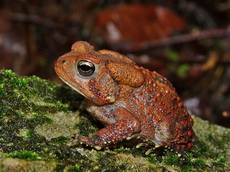 Dwarf American Toad – Life List Blog Posts