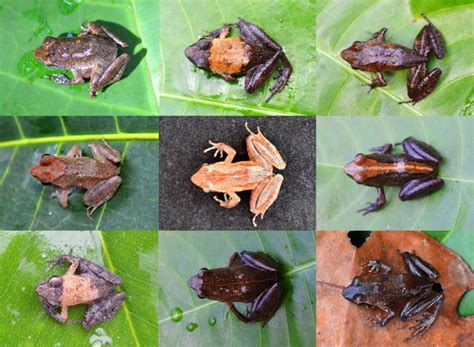 DNA untangles Gabon’s complex web of frog species | Smithsonian Insider