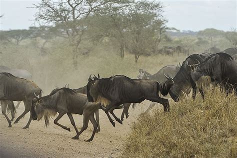 Wildebeest Facts: Animals of Africa - WorldAtlas