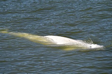 Foto : Paus Beluga Kutub Utara Tersesat Sampai ke Sungai Seine, Coba ...