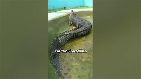 Largest Crocodile ever captured is terrifying… Meet “LoLong” - YouTube