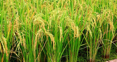 Step-by-step How to Grow Rice - Basic Agricultural Study