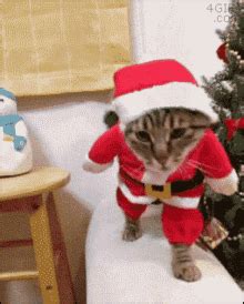 Christmas Cat GIFs | Tenor