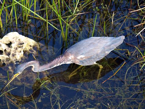 Everglades National Park (Flamingo) - HawkeBackpacking.com