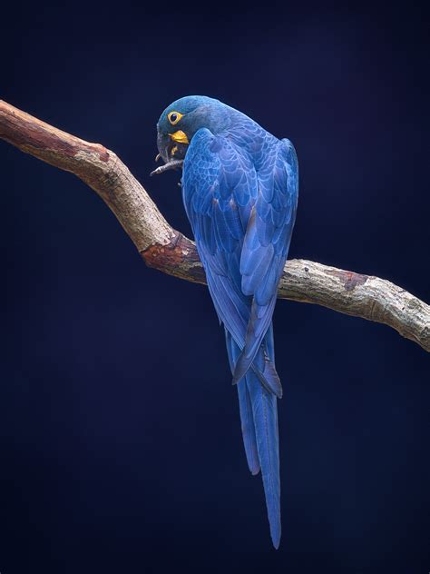 The Hyacinth Macaw - DLifeJourney