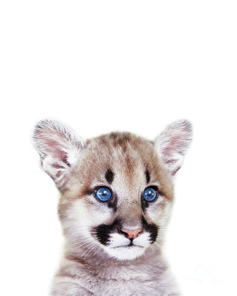 Baby Puma, Cougar Cub, Baby Animals Art Print By Synplus Digital Art by ...