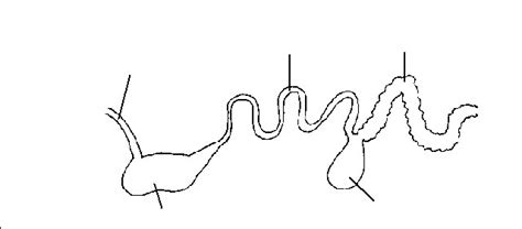 Monogastric Digestive System Diagram | Quizlet