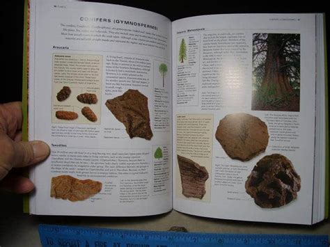 Fossil Guide Book (121416y) - The Stones & Bones Collection