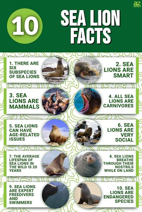 10 Incredible Sea Lion Facts - A-Z Animals