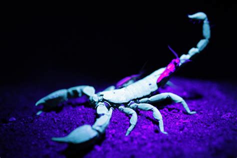 Blue Scorpion Wallpapers - Wallpaper Cave