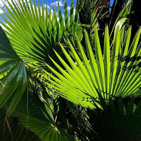 Washingtonia filifera palm - Nature Nursery - Central India's Biggest ...